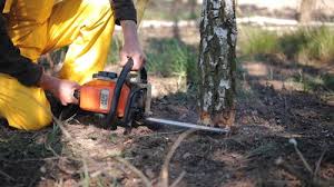 Reliable Andrews, NC Tree Care Services Solutions