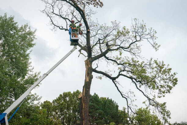 Leaf Removal in Andrews, NC