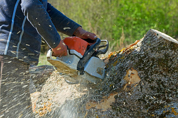 How Our Tree Care Process Works  in  Andrews, NC